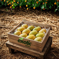 Kesar Mangoes
